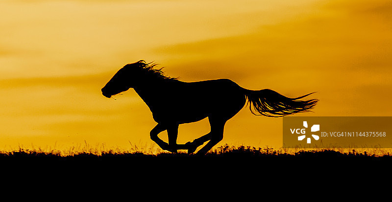 日落时奔跑的野马图片素材