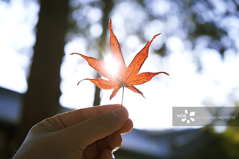 燃烧的红枫叶图片素材