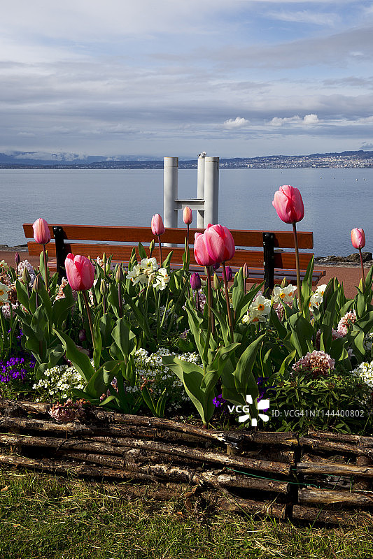 俯瞰湖面的长椅前的粉色郁金香图片素材