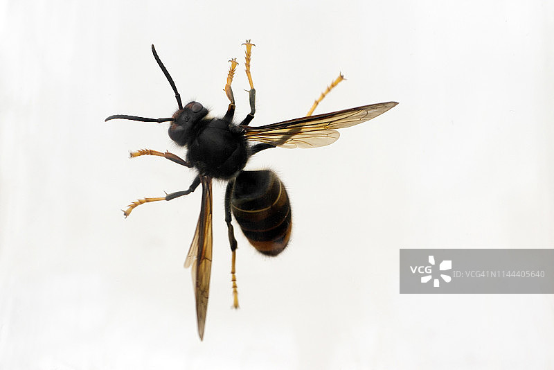 亚洲大黄蜂图片素材