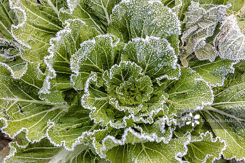 卷心菜上的霜图片素材