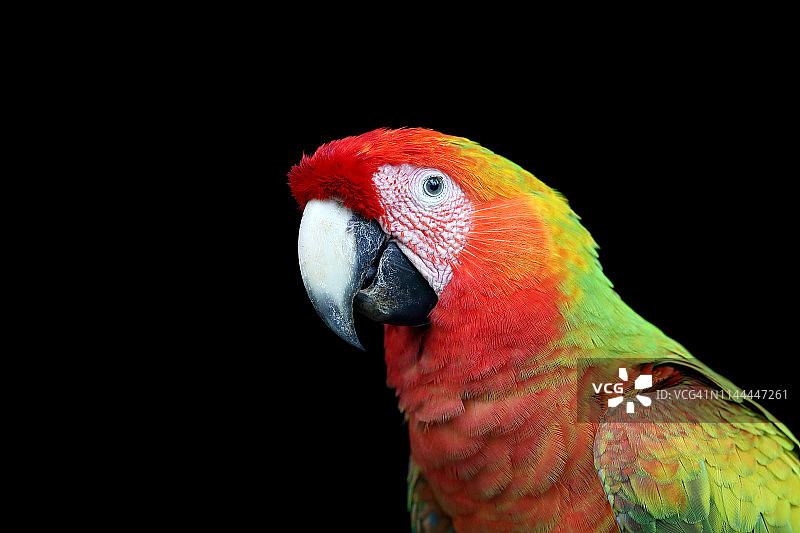杂交金刚鹦鹉图片素材