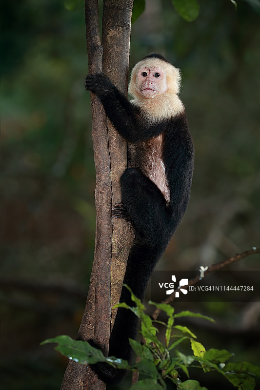 白喉卷尾猴图片素材