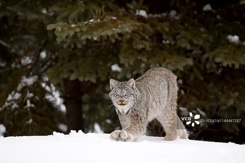 加拿大猞猁行走图片素材