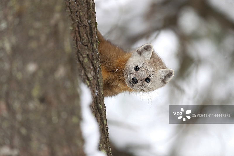 美洲Mart图片素材