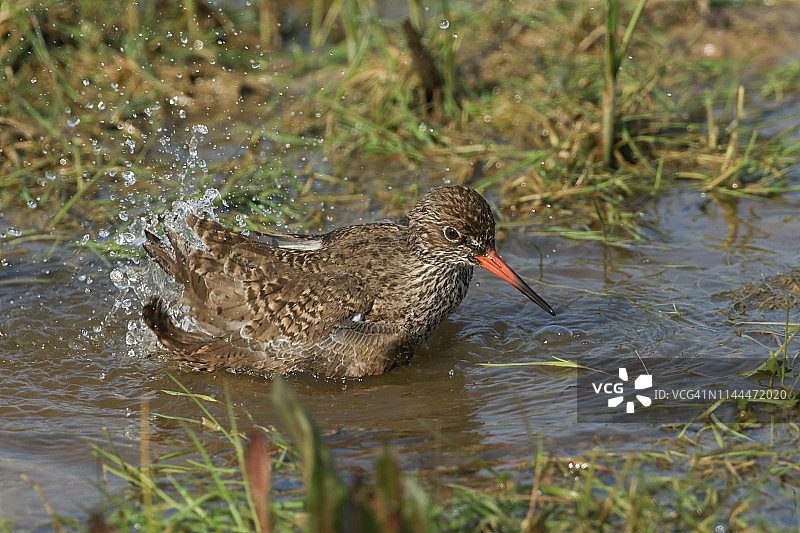 红脚鹬在被淹没的草甸中沐浴图片素材