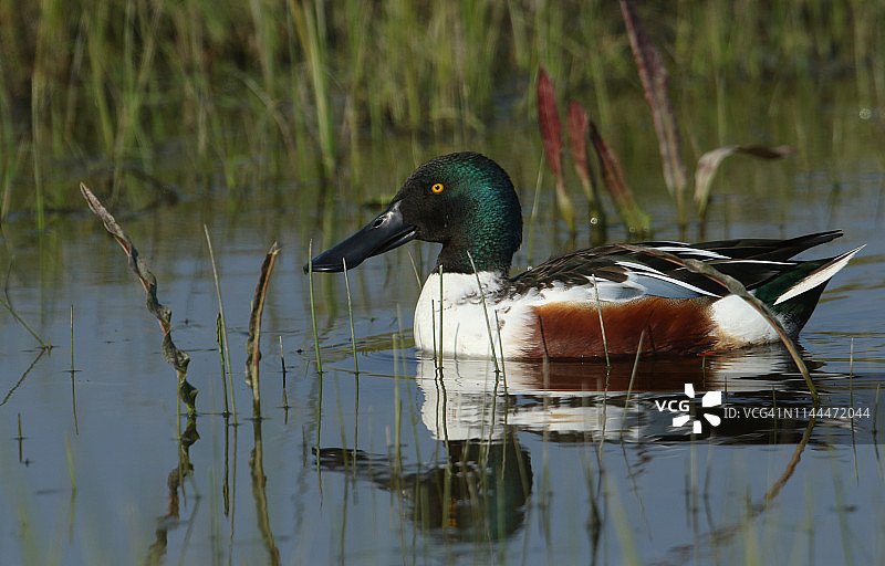 在河中游泳的漂亮的雄性琵嘴鸭图片素材