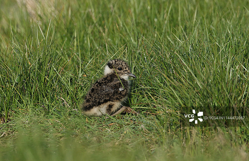 可爱的凤头麦鸡幼鸟在草地中休息图片素材