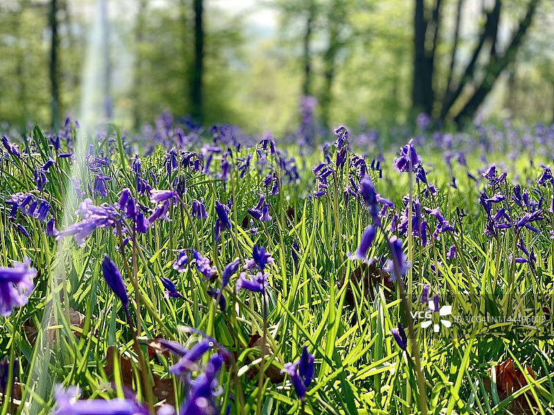 阳光下的风铃草图片素材