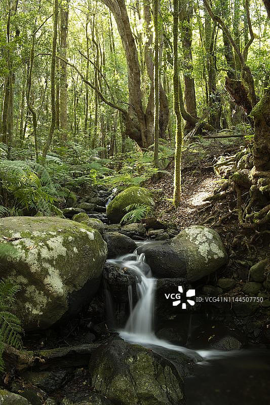 西班牙加拉霍奈国家公园云雾森林中的小溪图片素材