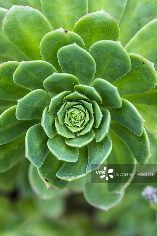 戈梅拉岛的莲花掌叶丛，加那利群岛，西班牙图片素材