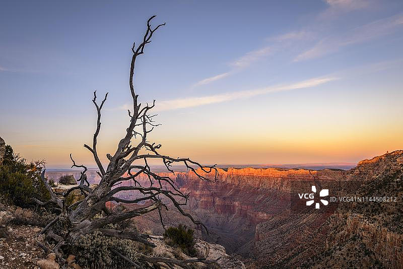 大峡谷日落时分的峡谷景观前方的枯树，科罗拉多河，从利潘点看到的景色，侵蚀的岩石景观，大峡谷国家公园南缘，美国亚利桑那州图片素材