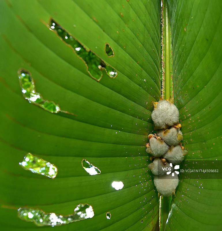 哥斯达黎加挂在树叶上的洪都拉斯白蝙蝠图片素材