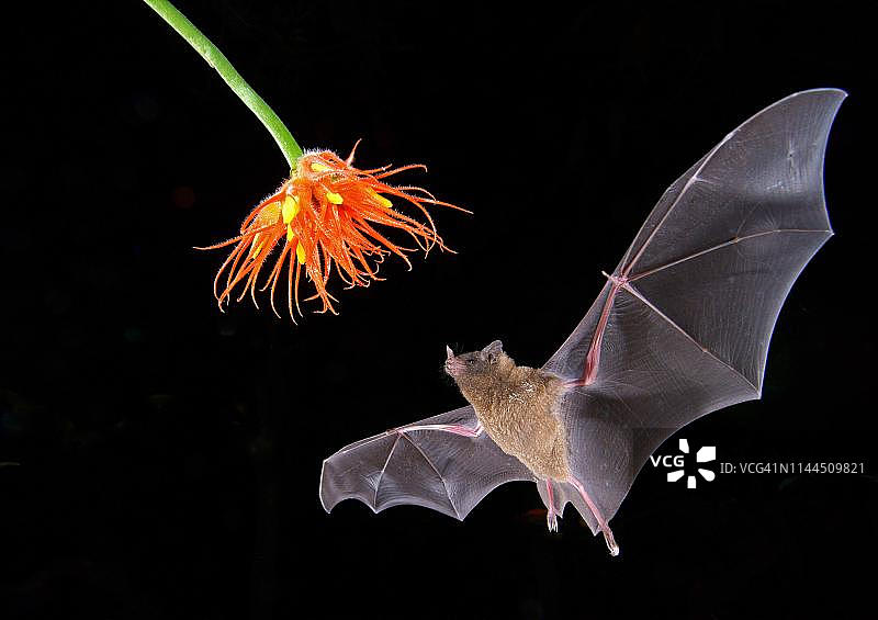 长舌果蝠夜间采蜜图片素材