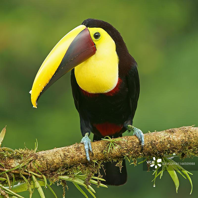 栖息在哥斯达黎加苔藓树枝上的黑嘴巨嘴鸟图片素材