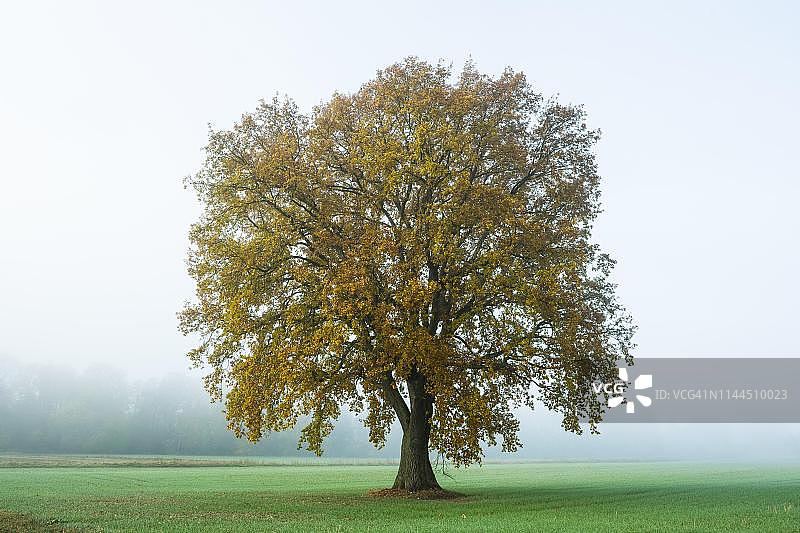 英国橡树（夏栎），秋季在雾中的孤树，德国图林根图片素材
