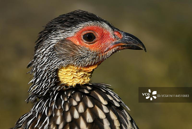 黄颈距翅雀，动物肖像，圈养，德国图片素材