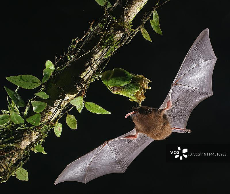 长舌果蝠（Glossophaga soricina）夜间接近花朵，以花蜜为食，哥斯达黎加图片素材