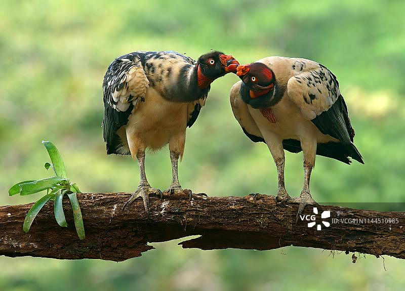 国王秃鹰（Sarcoramphus papa），动物夫妇站在哥斯达黎加的树枝上图片素材
