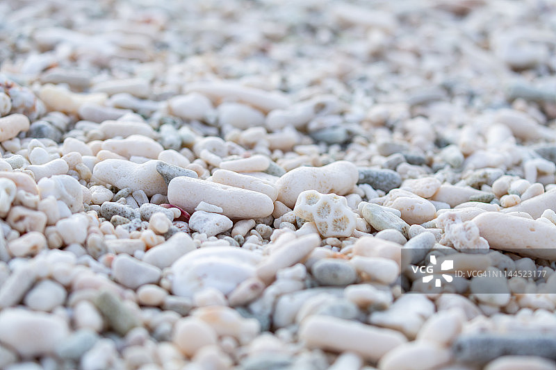 沙滩上的白色珊瑚图片素材