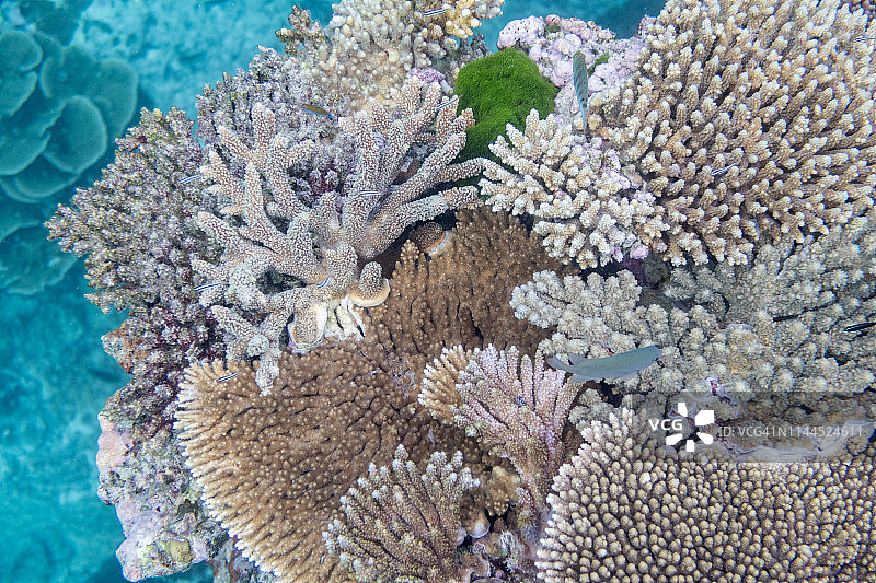 水下珊瑚图片素材