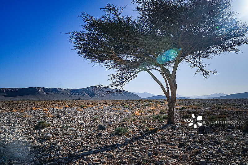 非洲摩洛哥提兹尼特省沙漠中央的树木图片素材