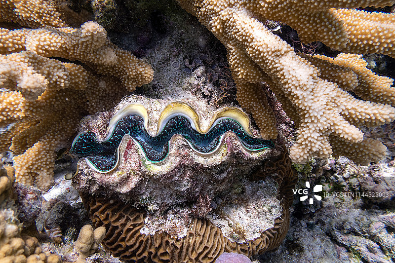 水下珊瑚旁的巨型蛤蜊图片素材