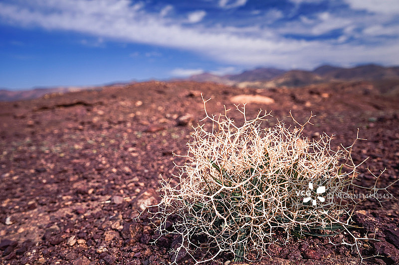 非洲摩洛哥的沙漠全景与孤单的植物图片素材