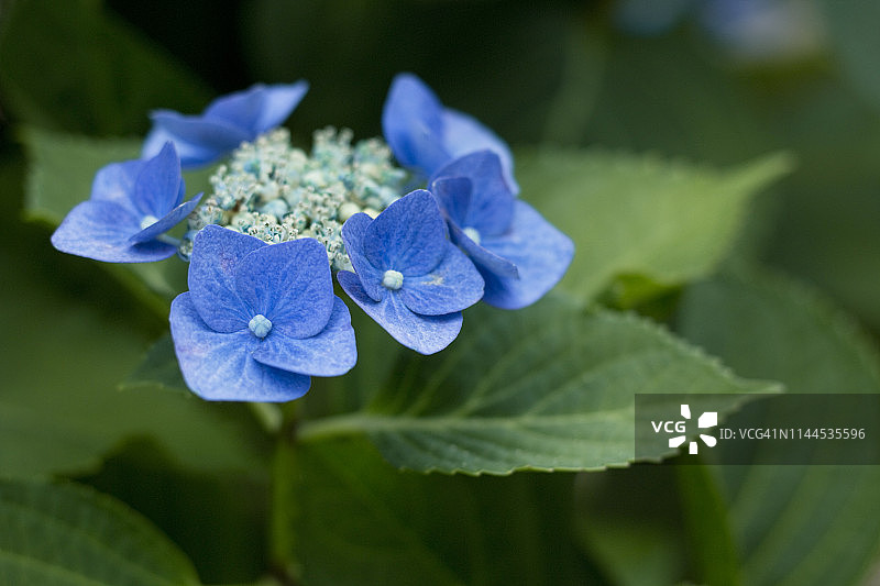 绣球花图片素材