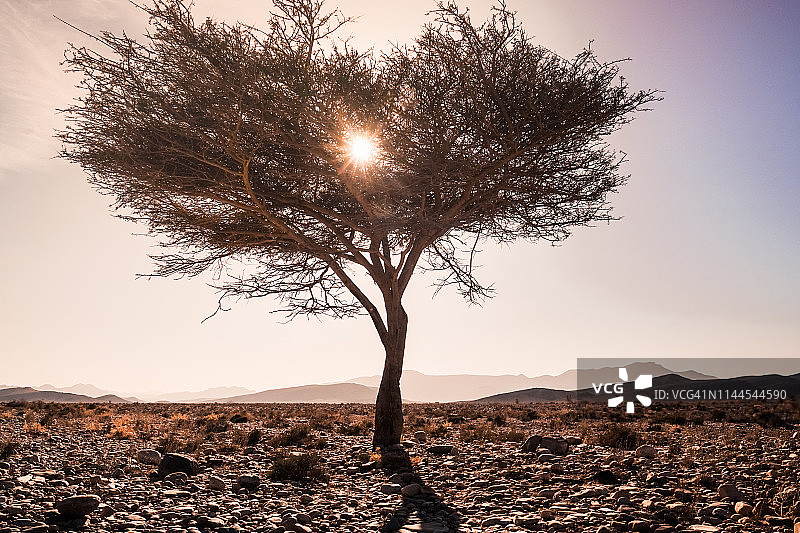 沙漠中央树枝沐浴阳光的树木图片素材
