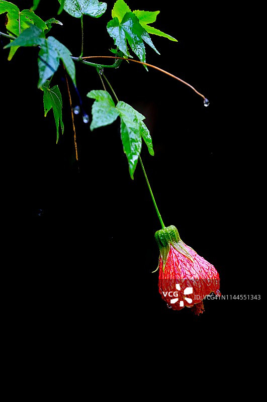 深色背景下的灯笼花图片素材