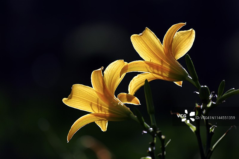 阳光下的萱草图片素材