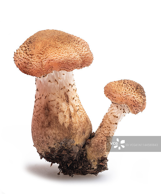 蜜环菌图片素材