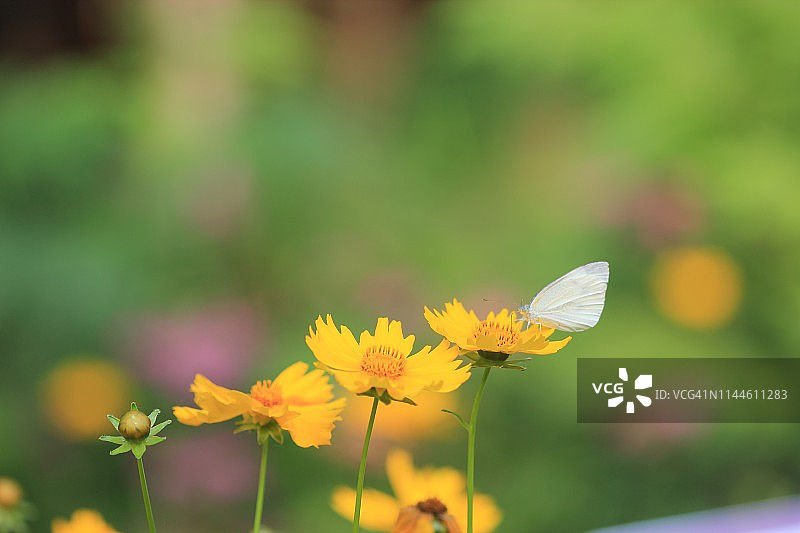 灌木丛中的蝴蝶图片素材