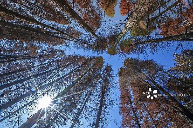 阳光下的柏树林图片素材