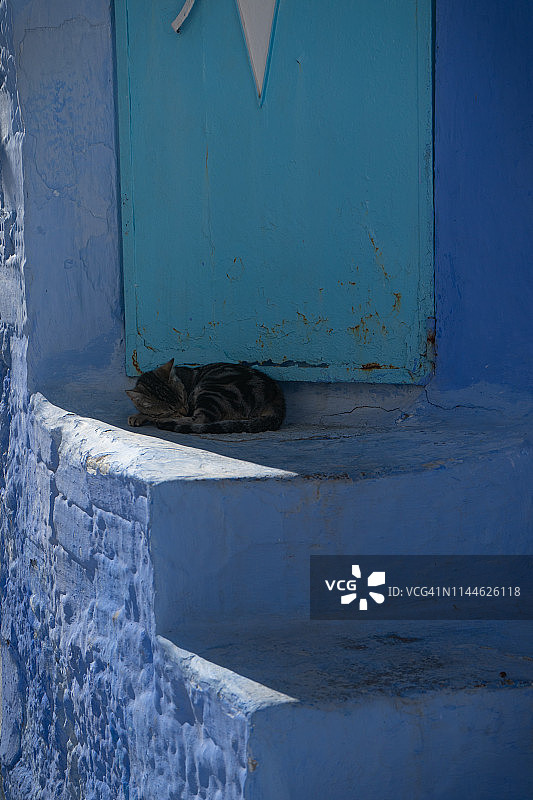 摩洛哥舍夫沙万蓝色小镇的孤独猫咪图片素材