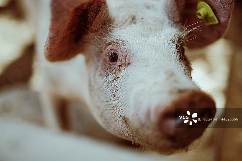塞尔维亚猪的肖像图片素材
