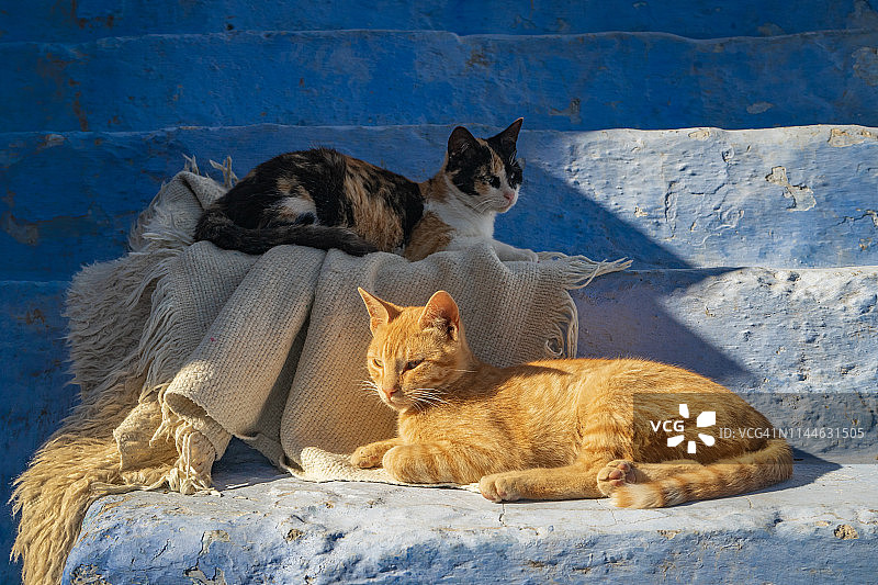 摩洛哥舍夫沙万蓝色之城的老街、彩绘阶梯与猫图片素材