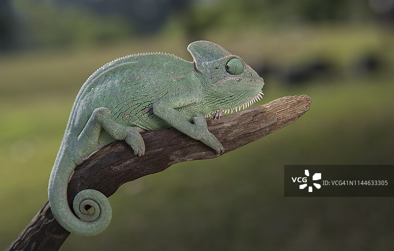 森林树枝上的变色龙图片素材