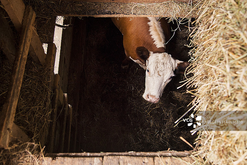 谷仓里的泽西奶牛图片素材