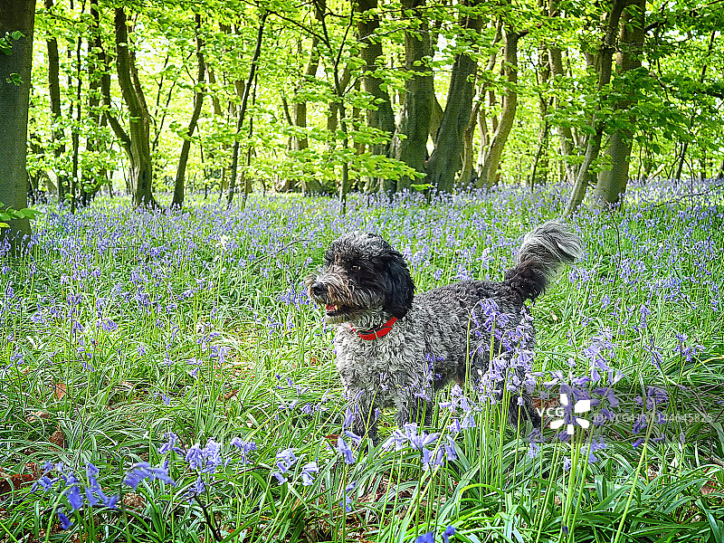 蓝色风铃木林中的可卡颇犬图片素材