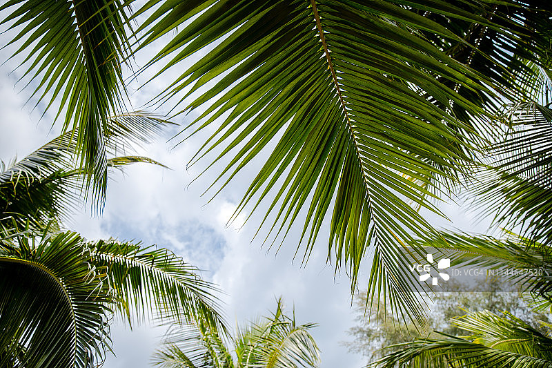 泰国达瓜巴的茂盛棕榈树图片素材