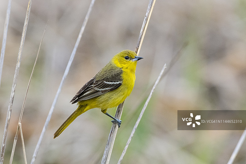 果园黄鹂，雌鸟栖息图片素材