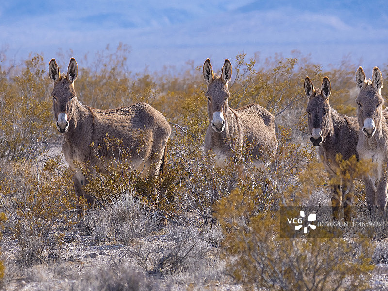 野生驴和愈创木图片素材