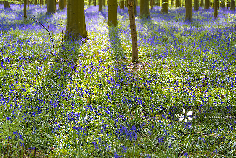 森林中盛开的蓝铃花图片素材