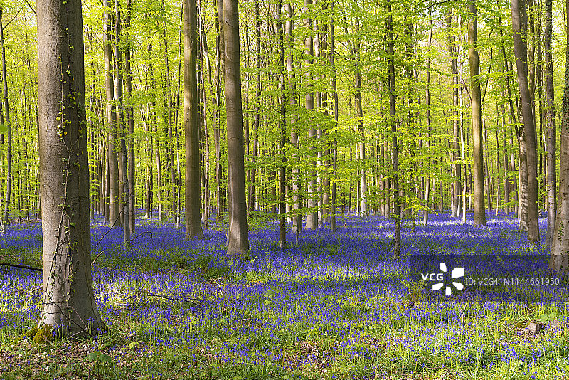 比利时哈勒博斯森林的风铃草图片素材