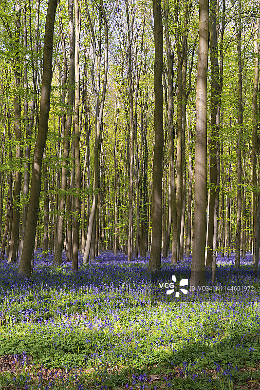 森林里的风信子花毯图片素材