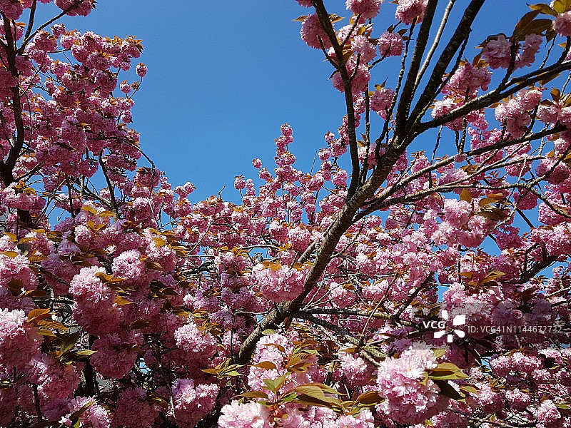 蓝天下美丽盛开的粉色樱花图片素材