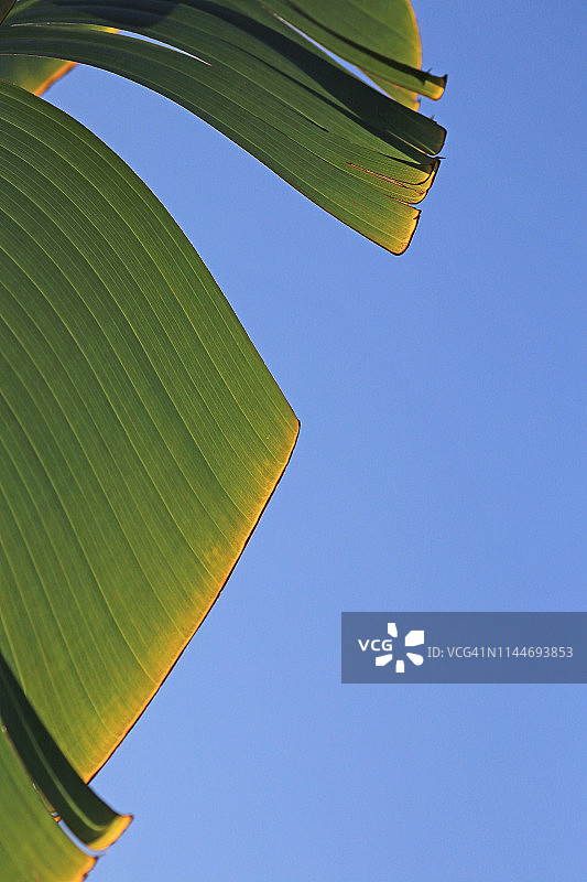 垂直构图：蓝天下旅人蕉的破损叶子图片素材