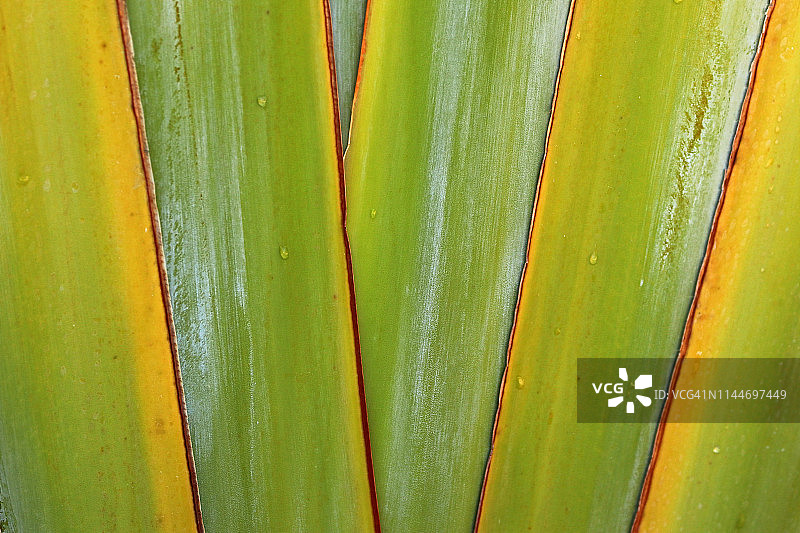 旅人蕉的叶柄图片素材